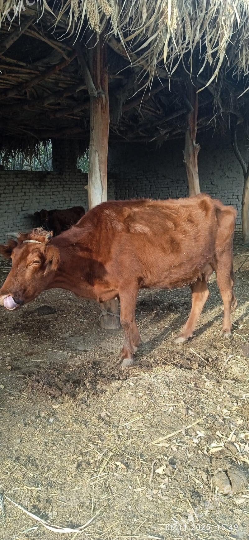 tanaly sygyr - Gurbansoltan Eje - img 2