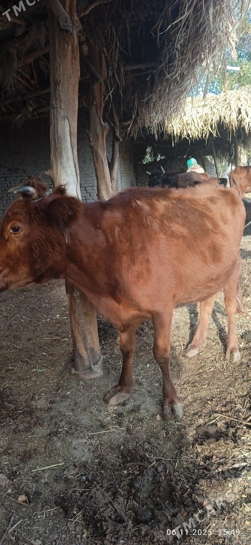 tanaly sygyr - Gurbansoltan Eje - img 4