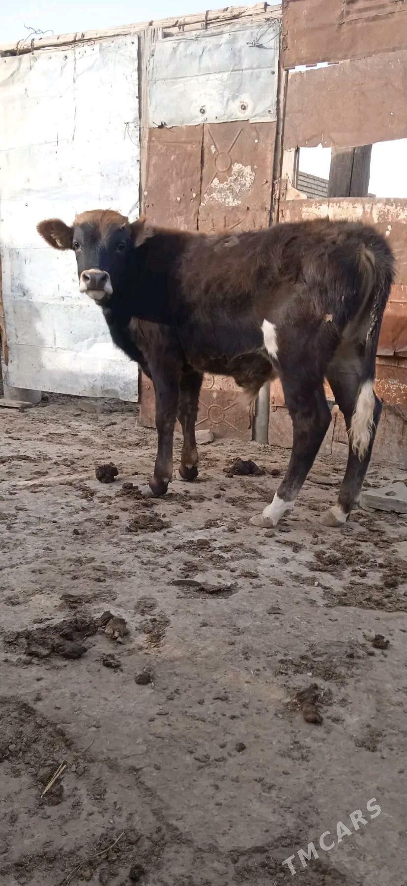 okiz - Берекет - img 3