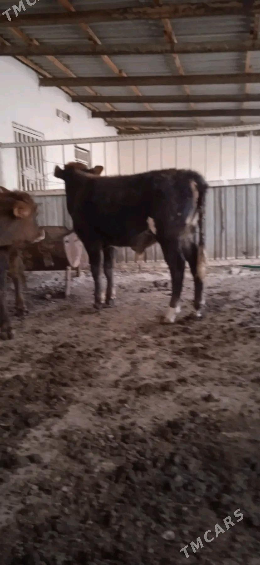 okiz - Берекет - img 1