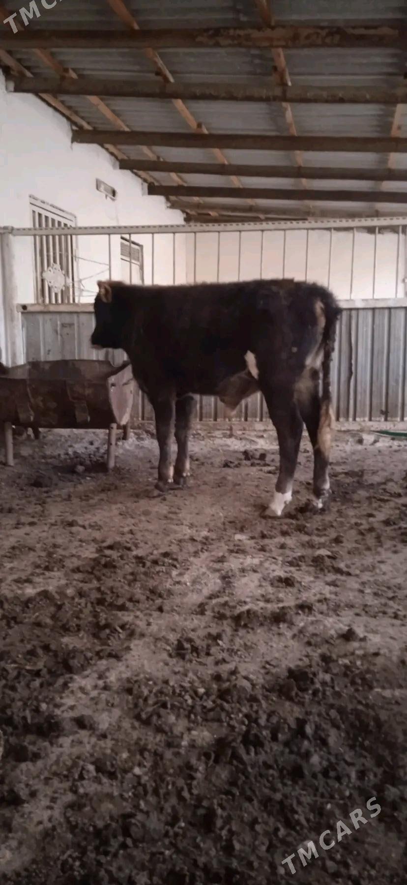 okiz - Берекет - img 2