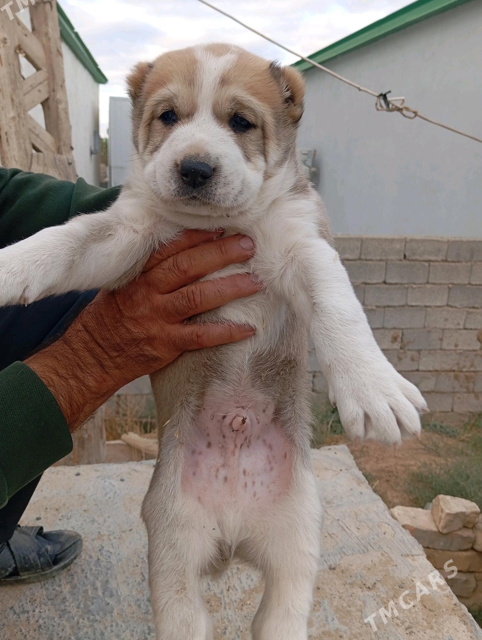 gujik - Анев - img 1