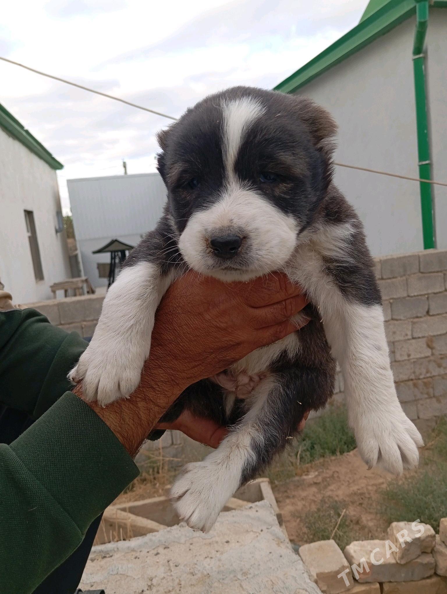 gujik - Анев - img 2