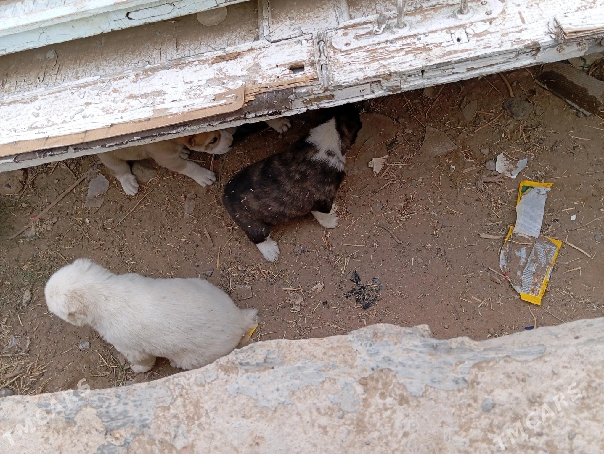 gujik - Анев - img 4