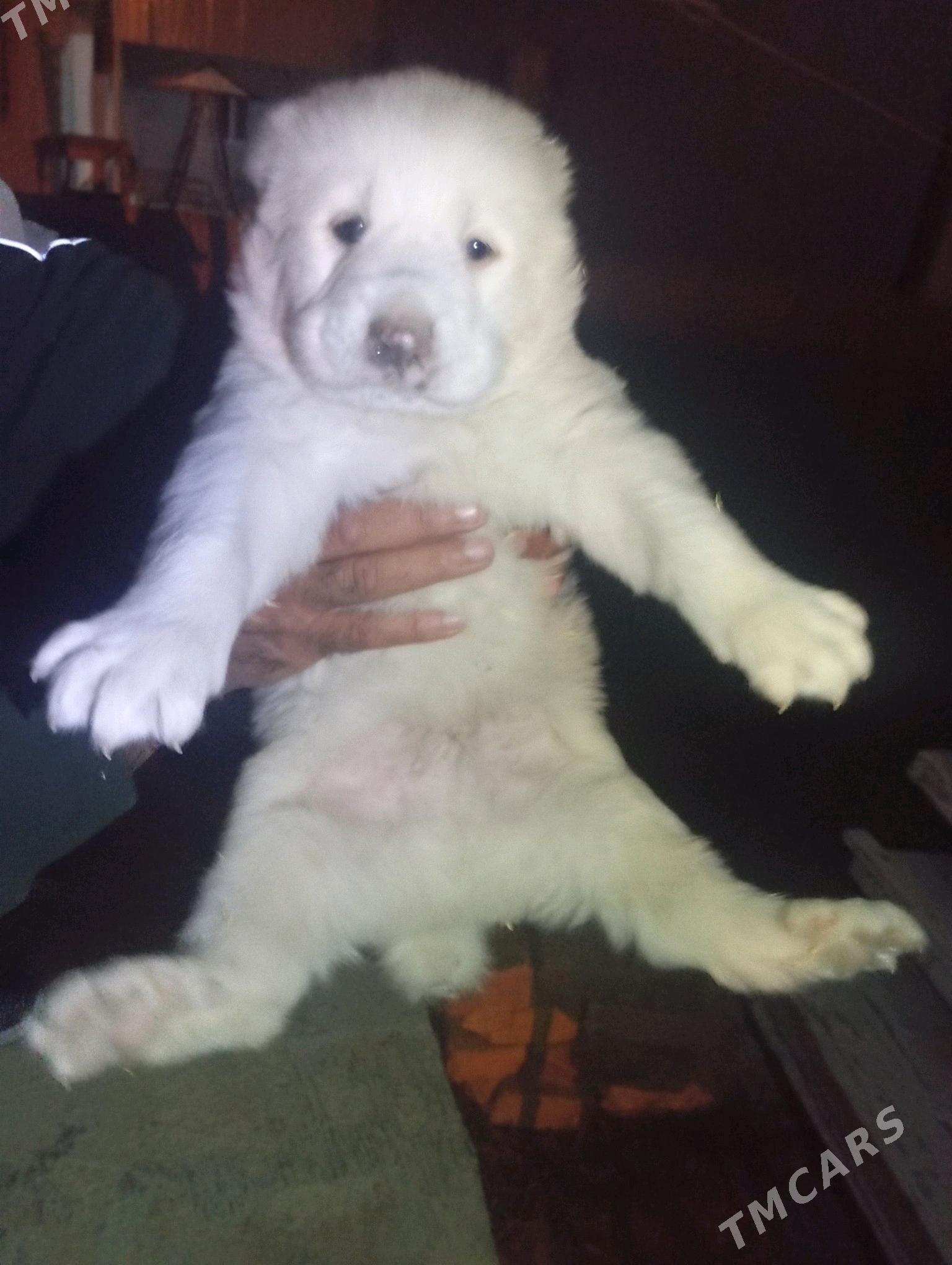 gujik - Анев - img 3