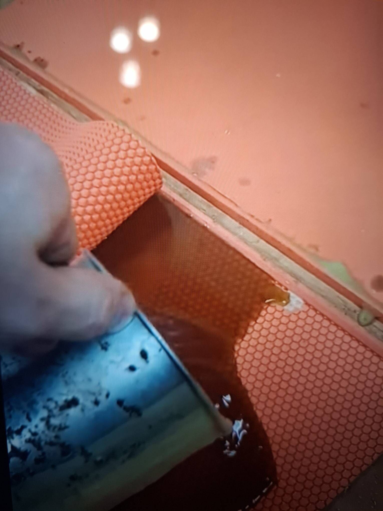 bal aryn washina yasayany - Türkmenabat - img 8