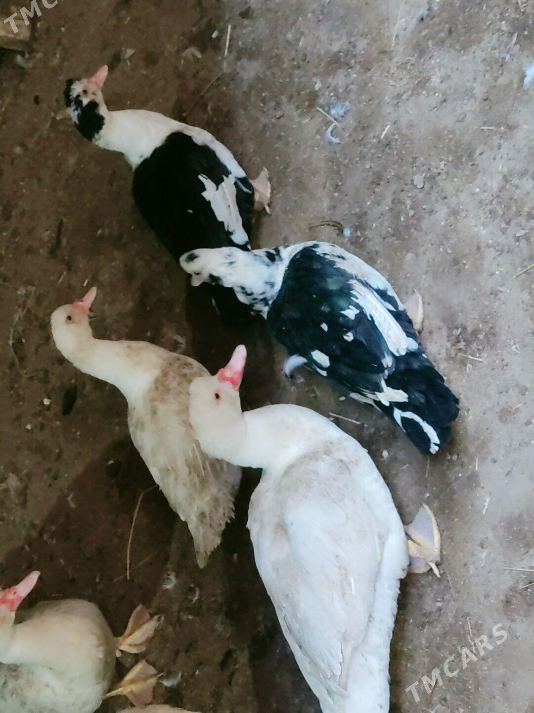 muskus - Türkmenabat - img 2