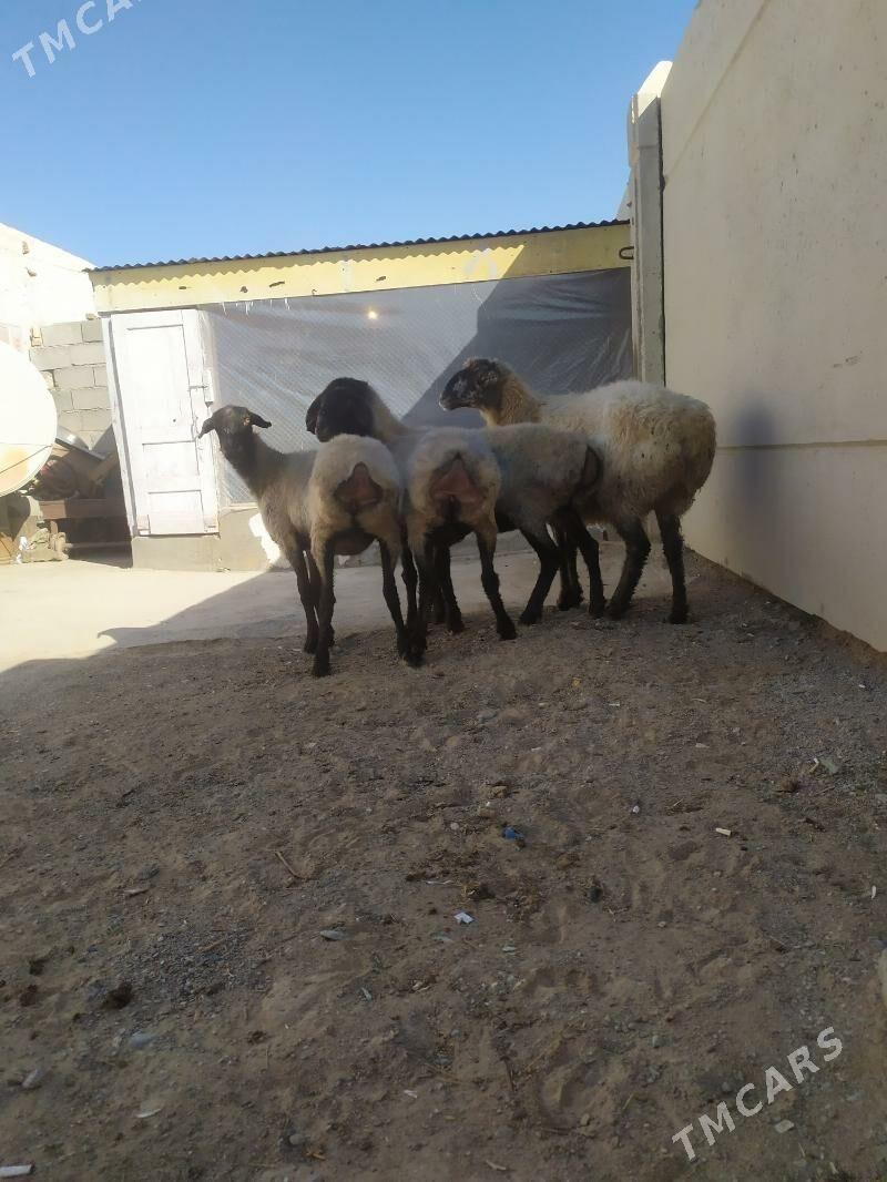 goyun - Aşgabat - img 2