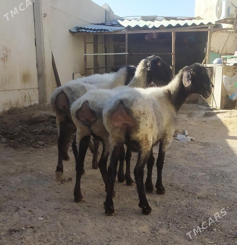 goyun - Aşgabat - img 1