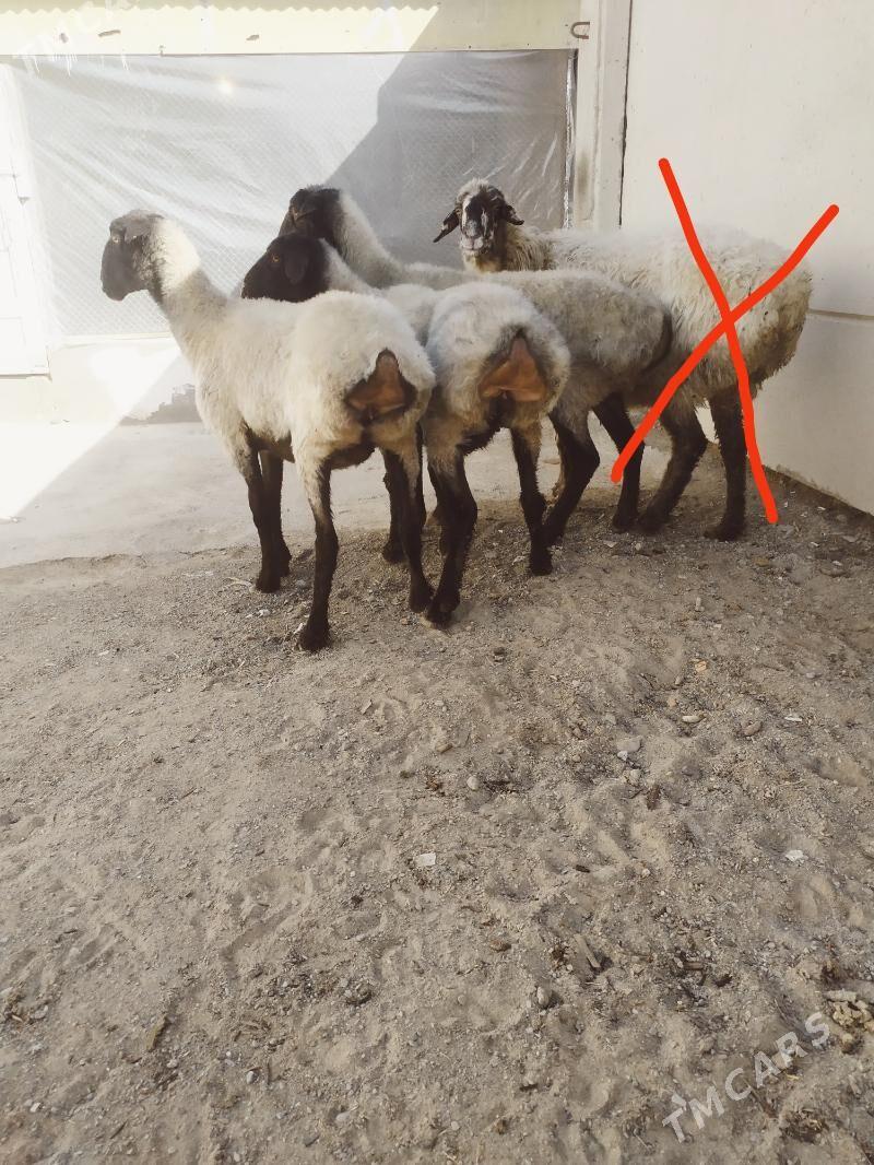 goyun - Aşgabat - img 3