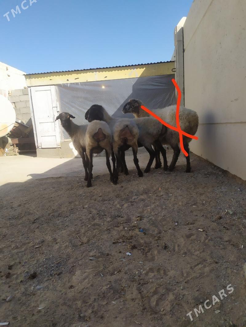 goyun - Aşgabat - img 6