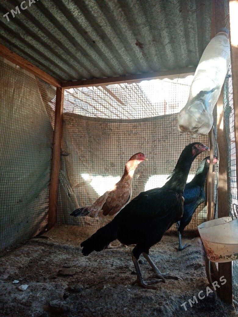 tovuk jujeler - Türkmenabat - img 1