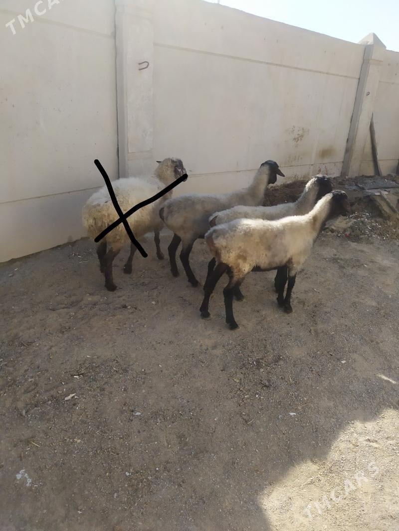 goyun - Aşgabat - img 4