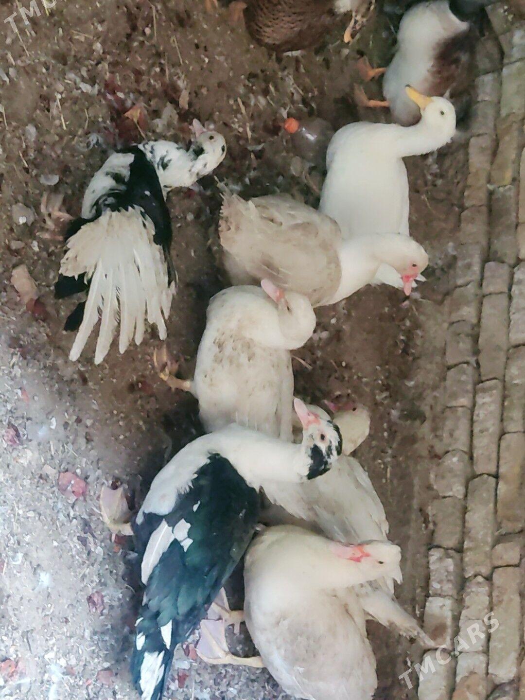 muskus - Türkmenabat - img 3