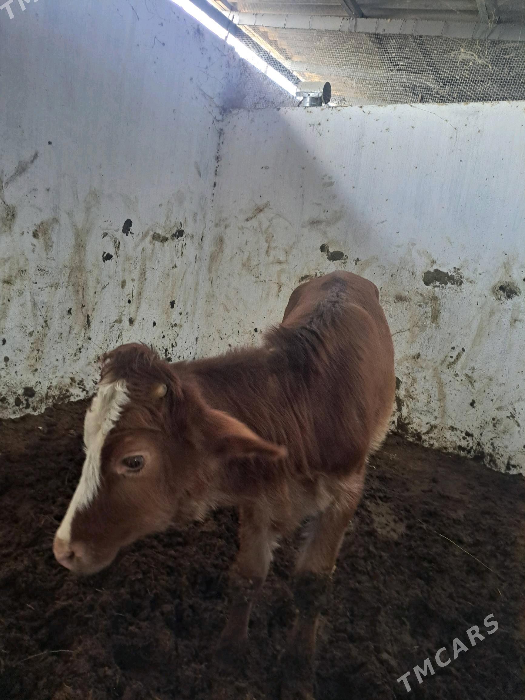 2 саны туве - Гёкдепе - img 2