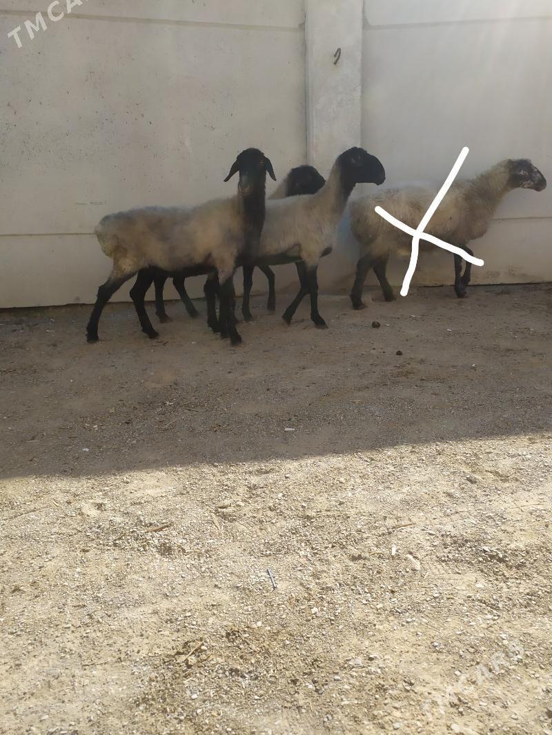 goyun - Aşgabat - img 5