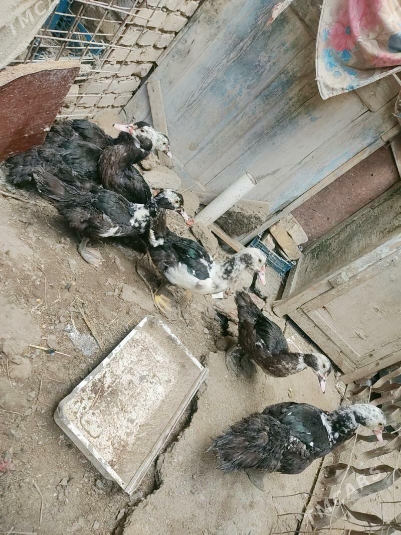 muskus - Türkmenabat - img 6