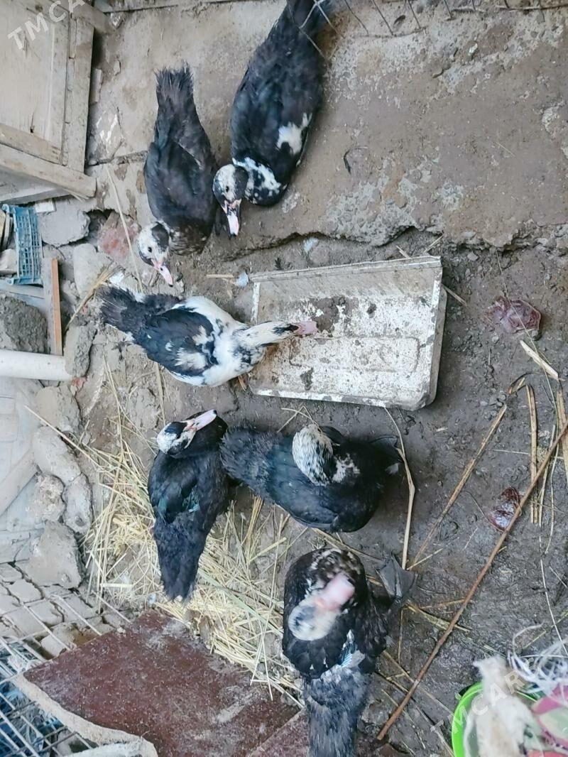 muskus - Türkmenabat - img 5