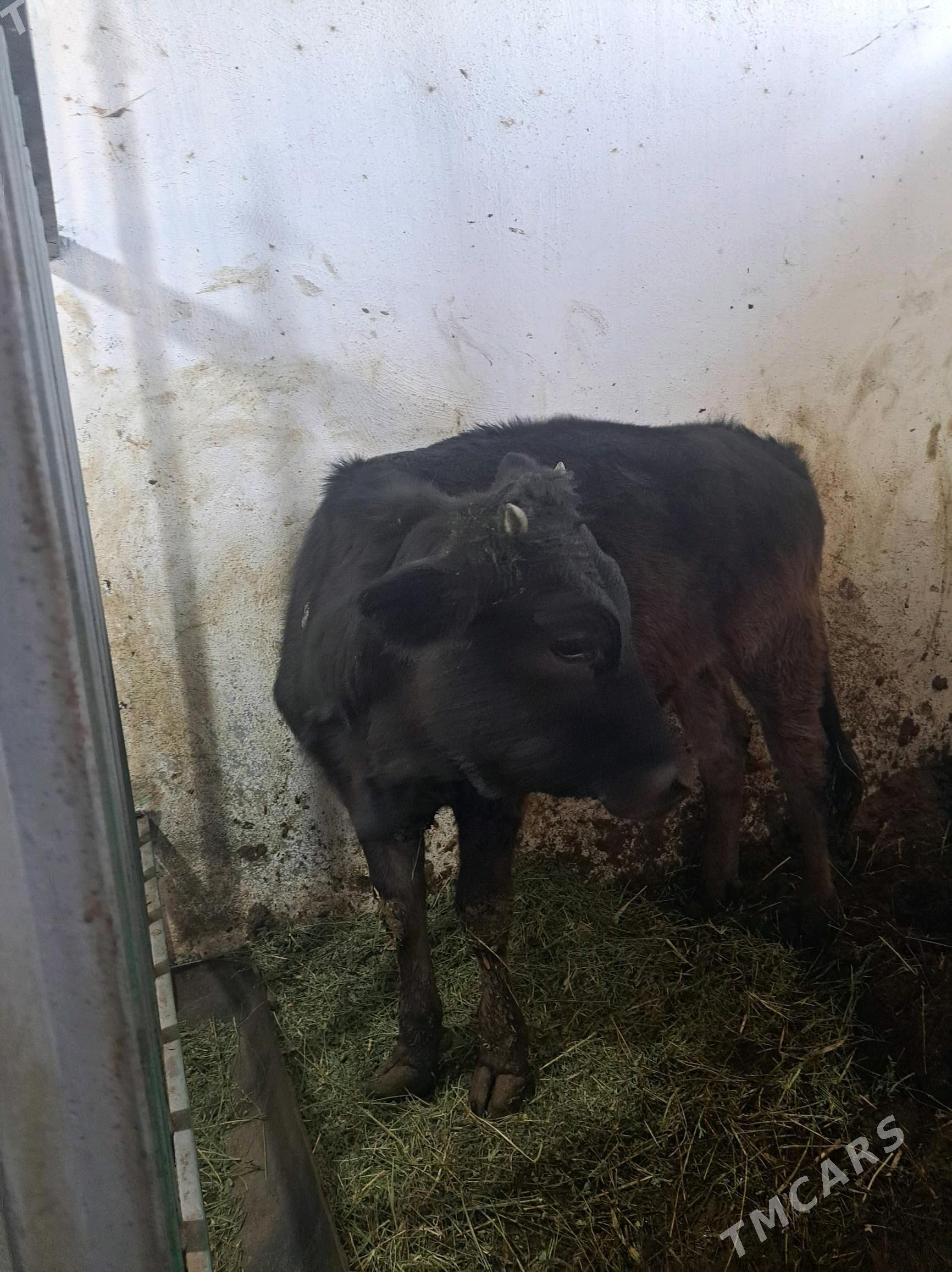 2 саны туве - Гёкдепе - img 1