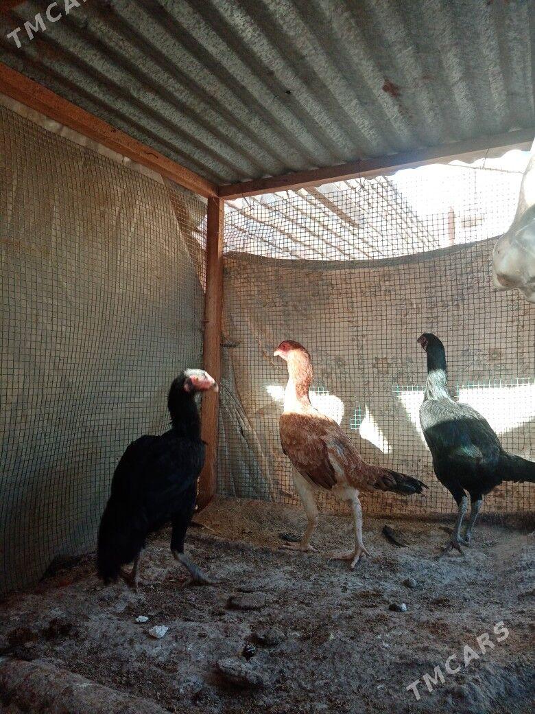 tovuk jujeler - Türkmenabat - img 2