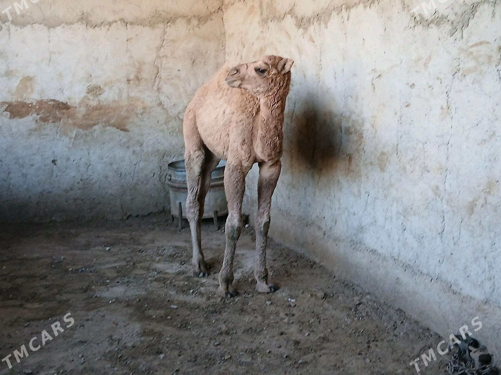 torum - Гызыларбат - img 2