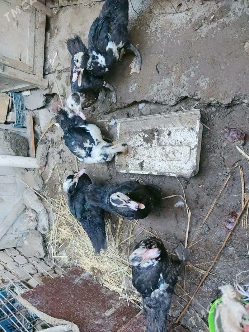 muskus - Türkmenabat - img 4