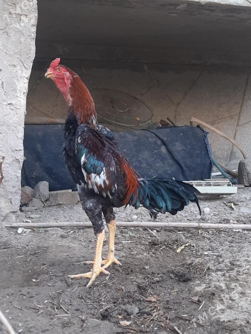 horaz - Seýdi - img 7