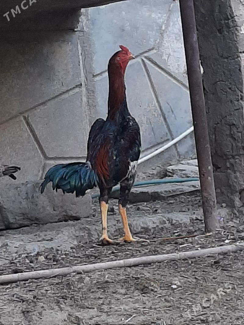 horaz - Seýdi - img 5