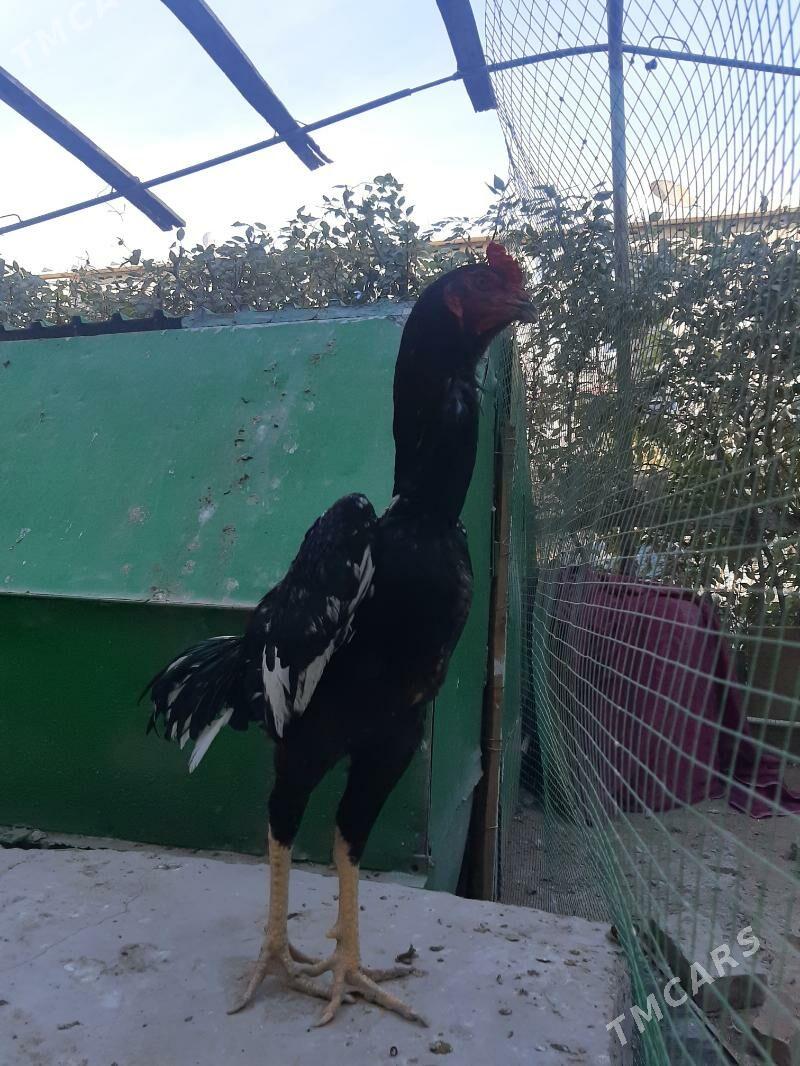 horaz - Seýdi - img 2