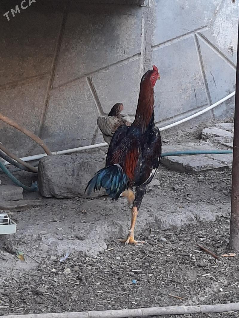 horaz - Seýdi - img 4