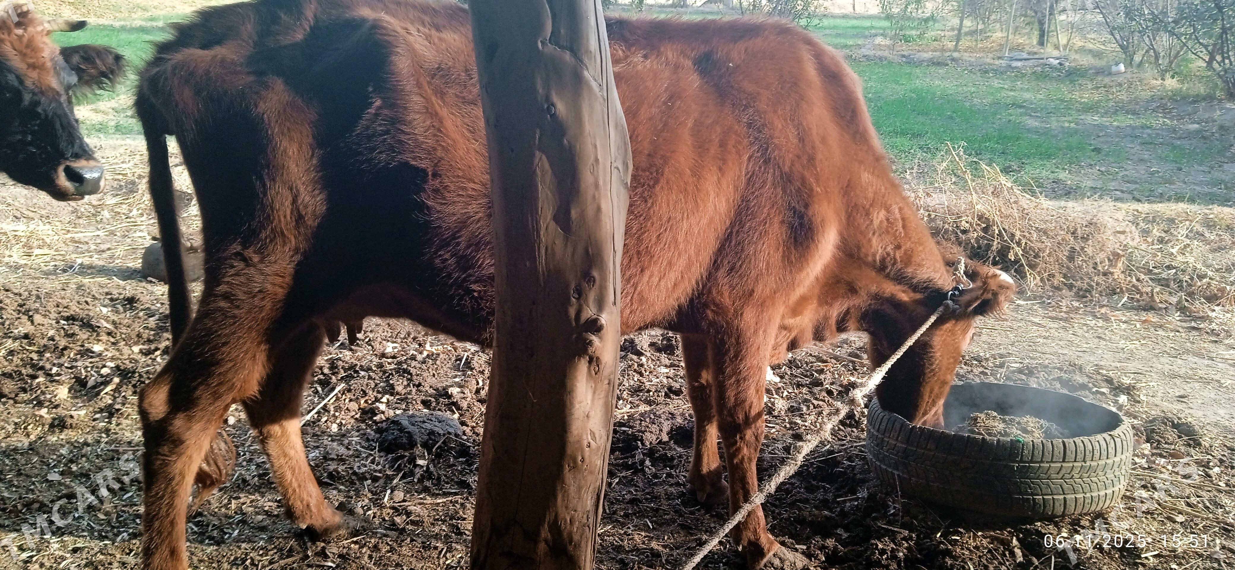 tanaly sygyr - Gurbansoltan Eje - img 6