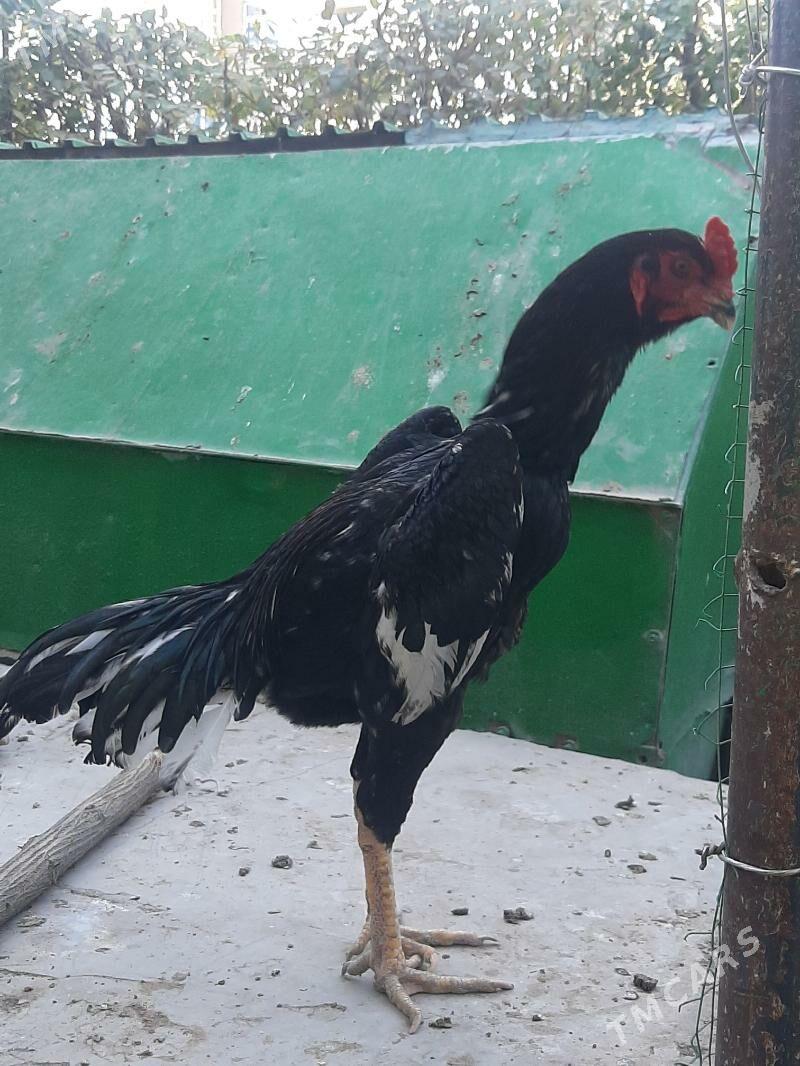 horaz - Seýdi - img 1