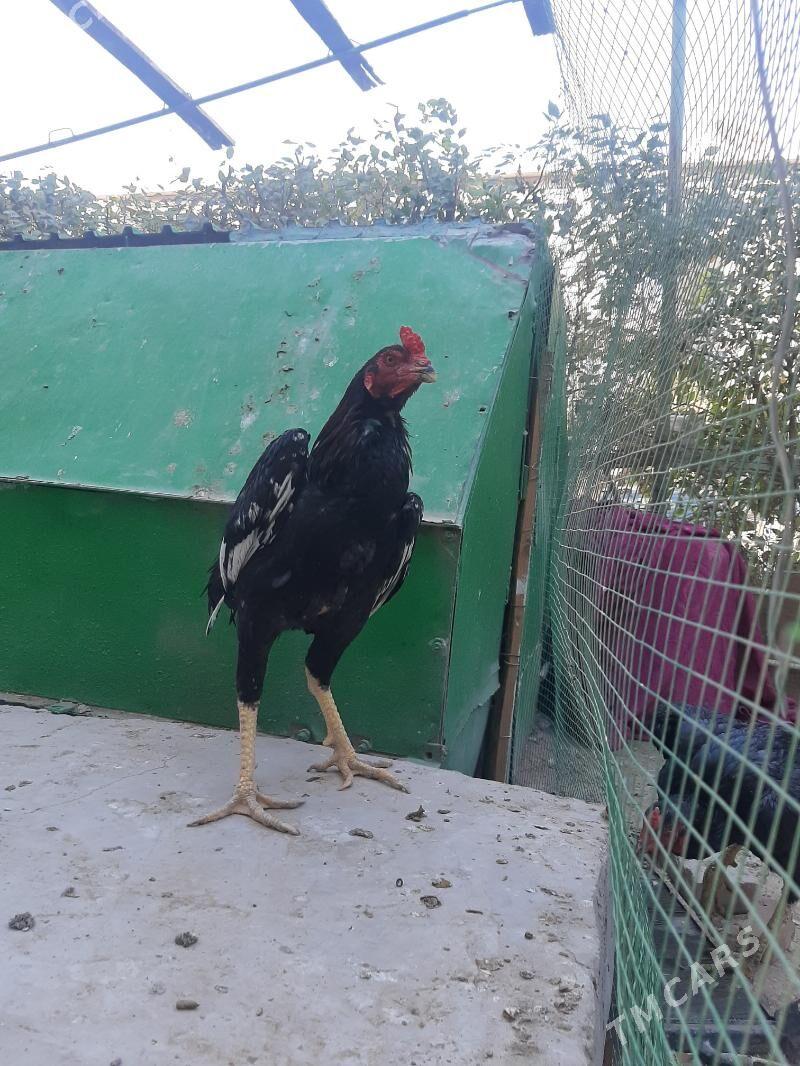 horaz - Seýdi - img 3