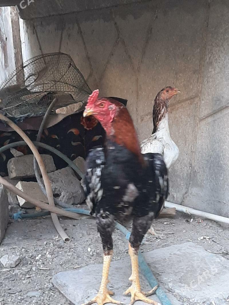 horaz - Seýdi - img 6