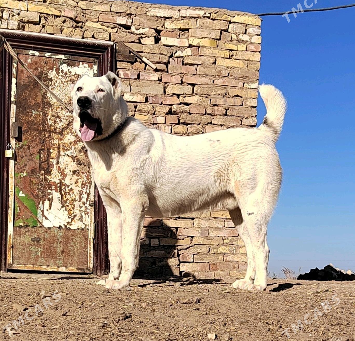 Alabay - Sarahs - img 1