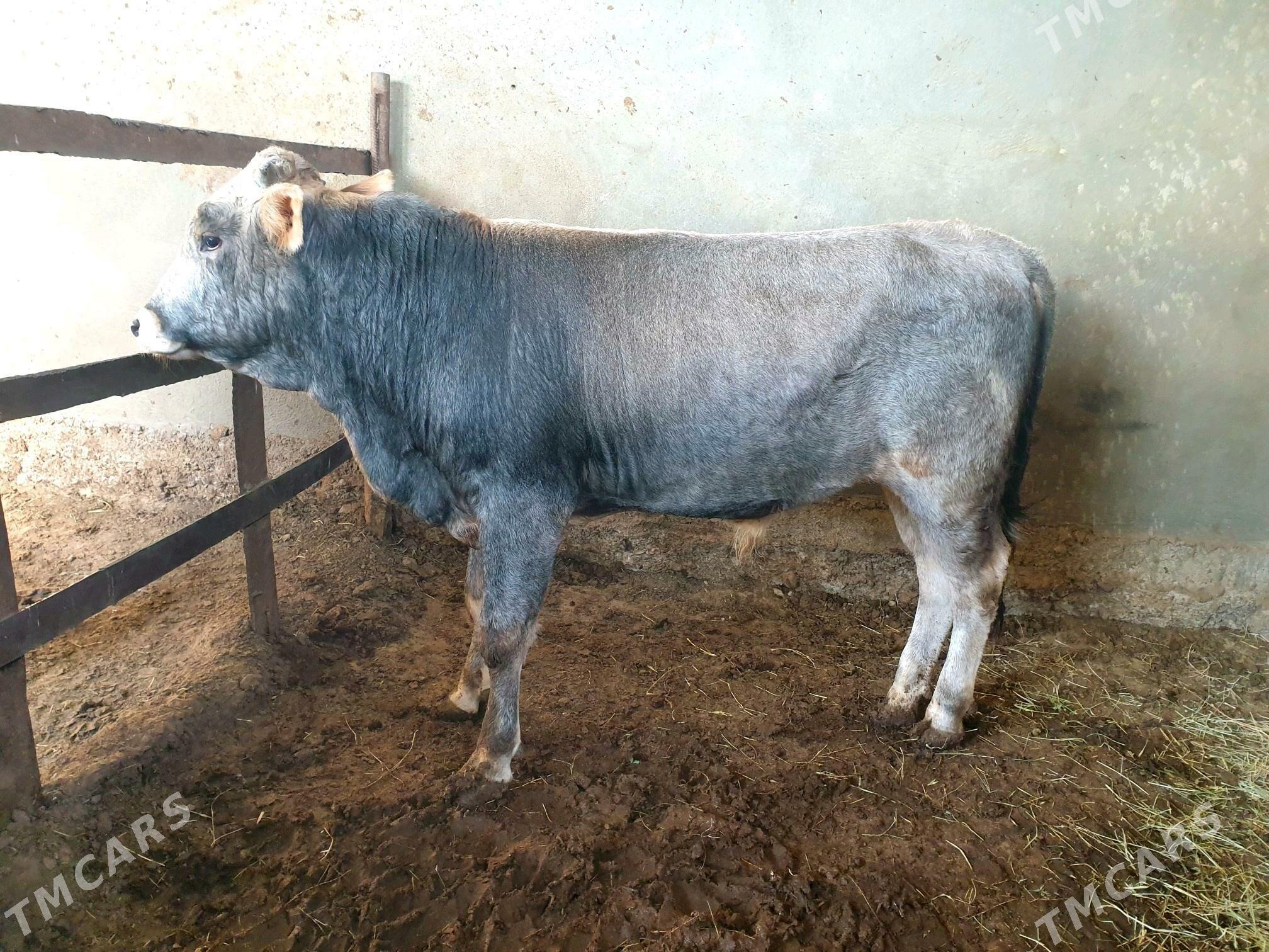 okuz - Бузмеин - img 3