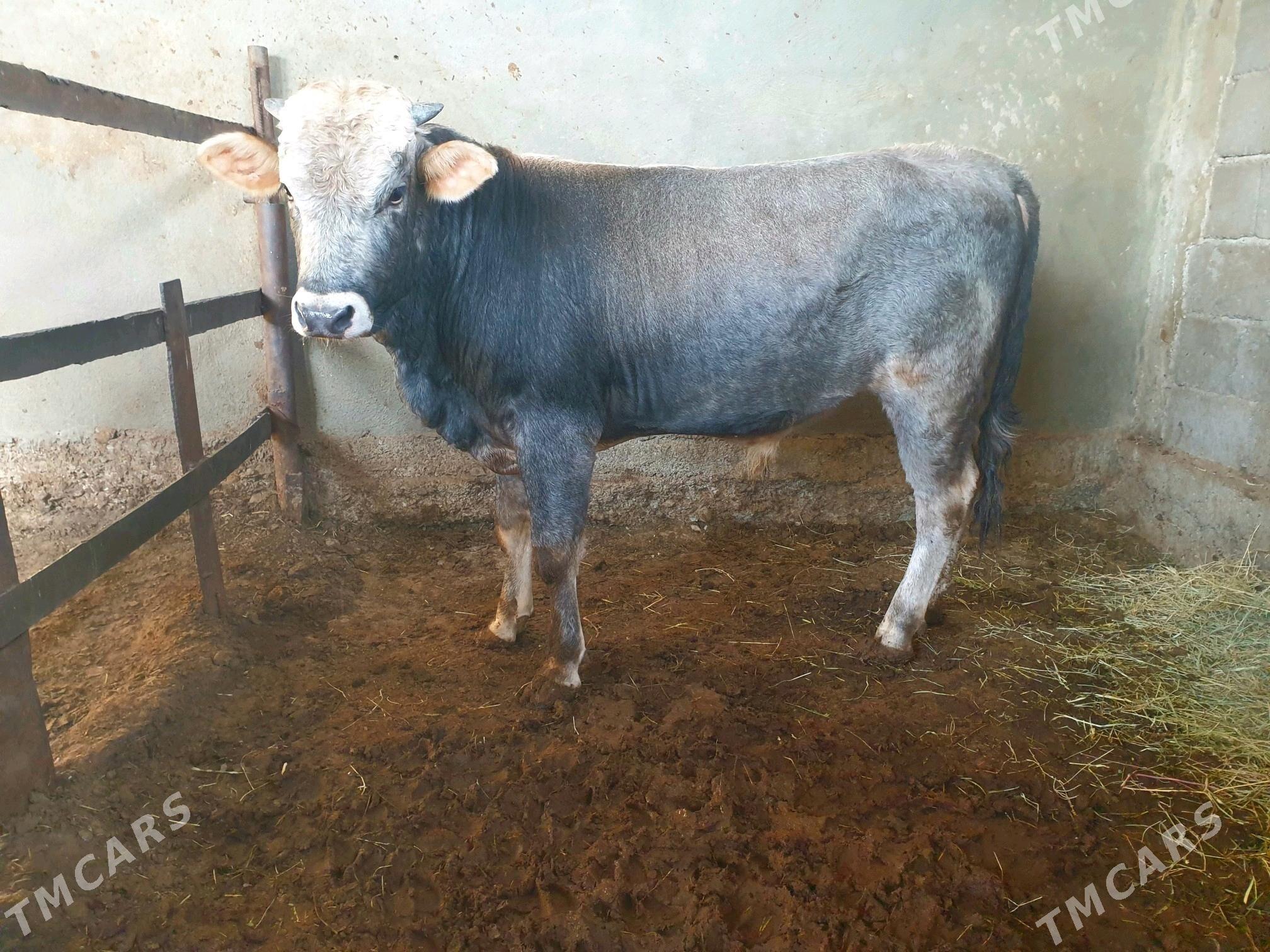 okuz - Бузмеин - img 1