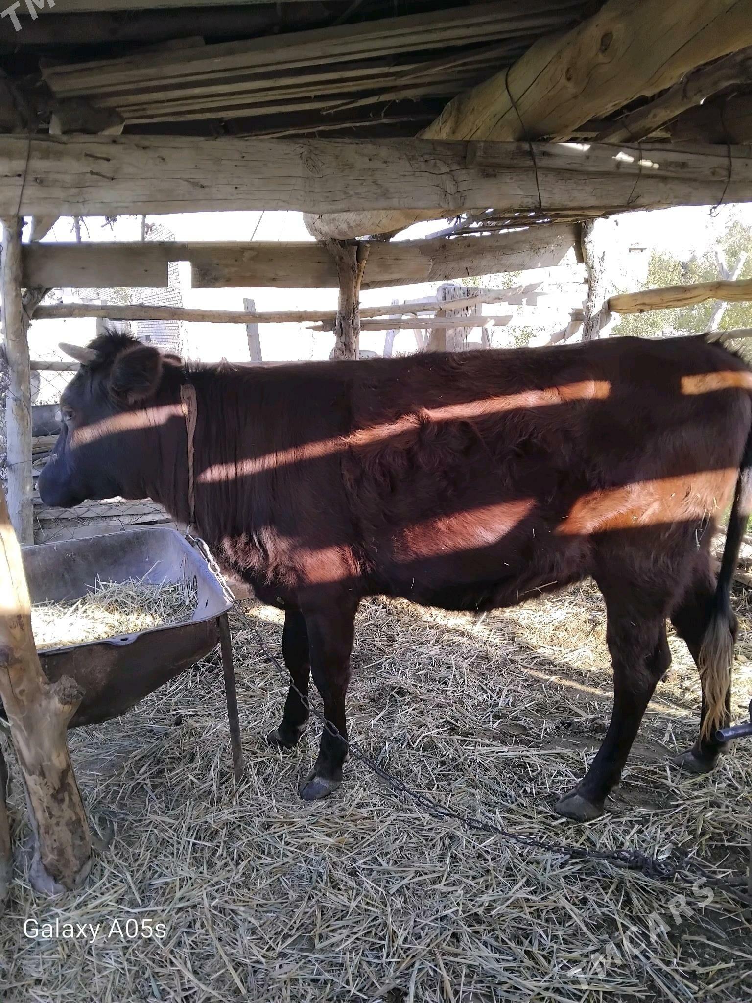 sygyr - Мургап - img 2