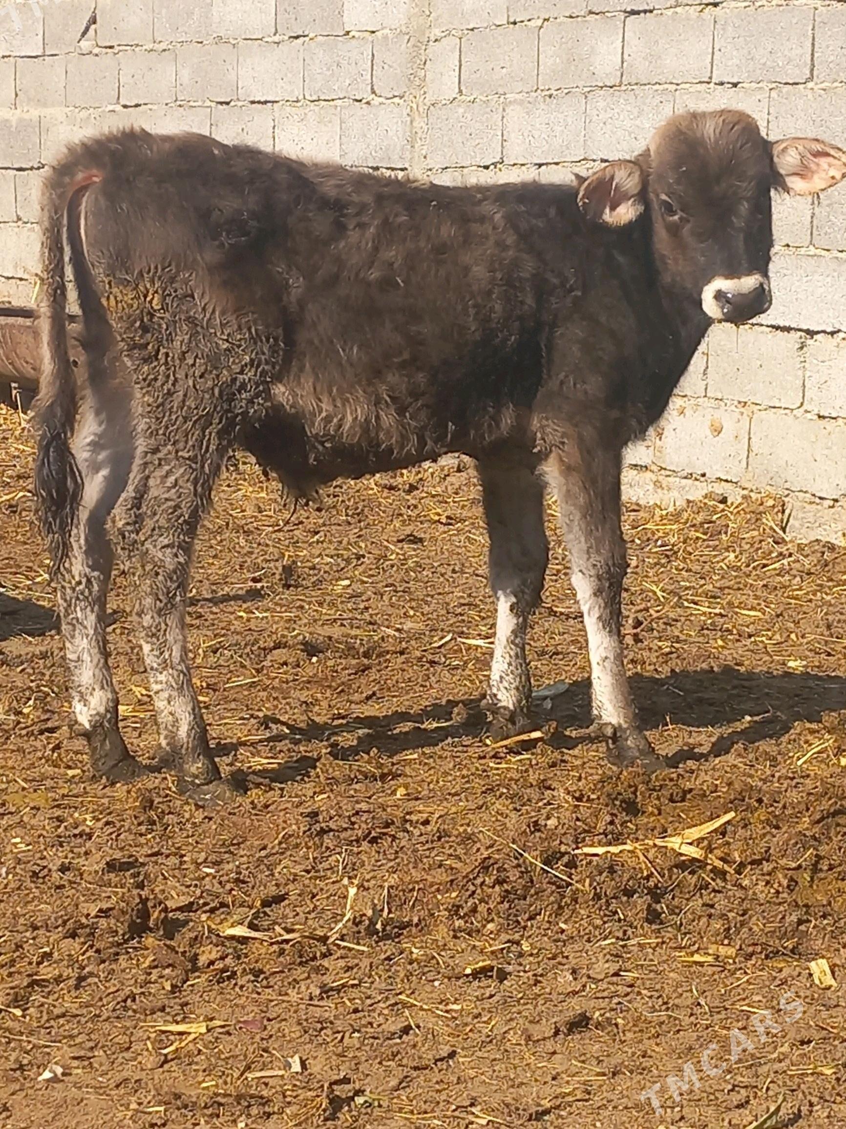 okuz gyssagly - Бахарден - img 2