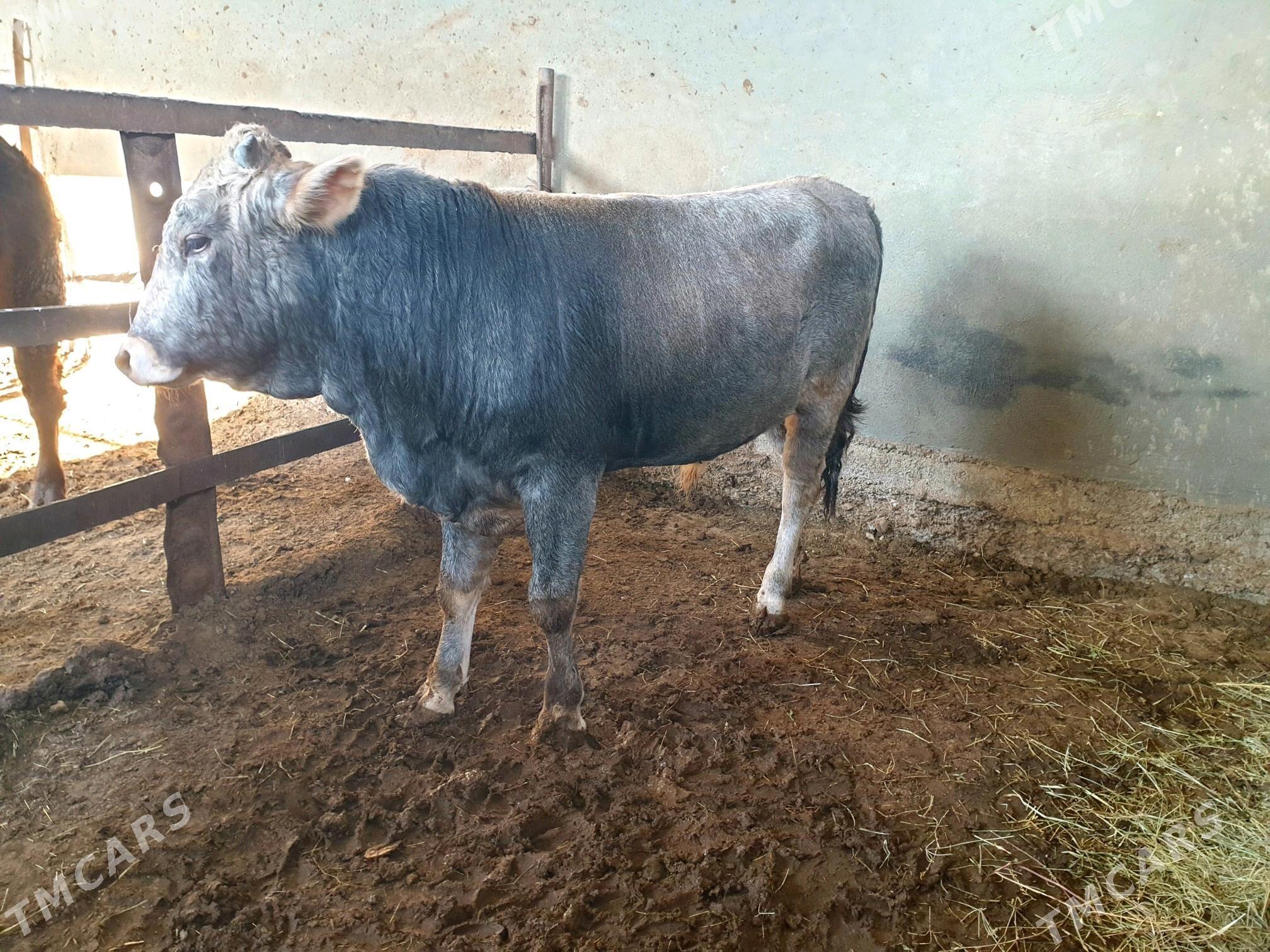 okuz - Бузмеин - img 2