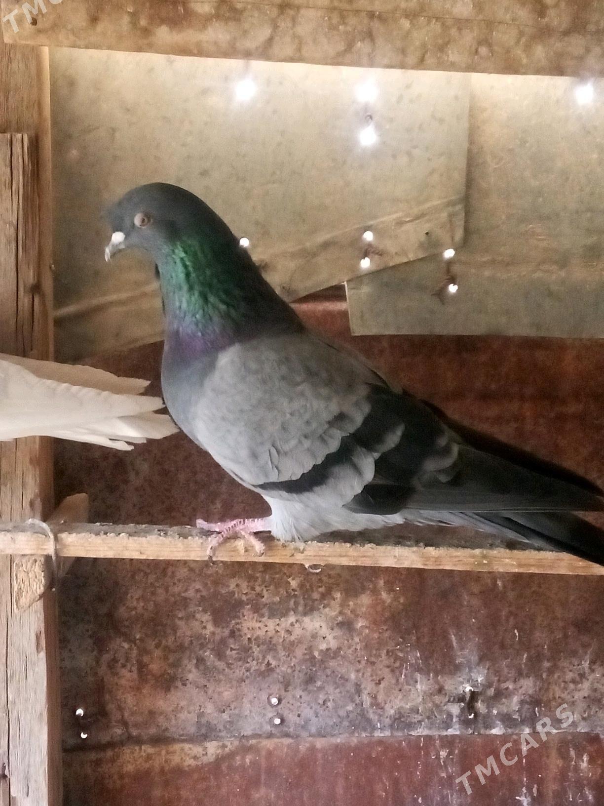 kepderi - Sakarçäge - img 5