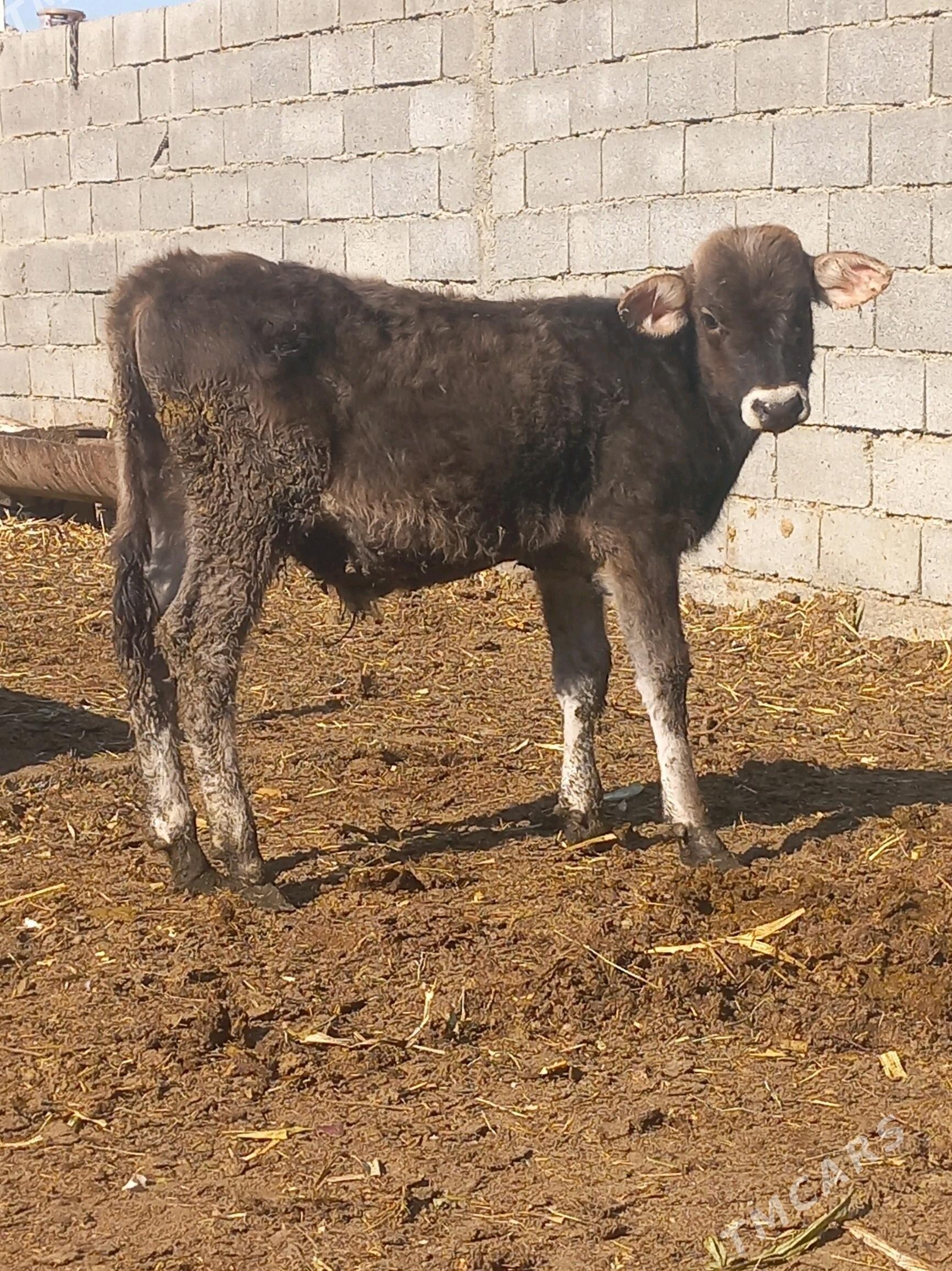 okuz gyssagly - Бахарден - img 3