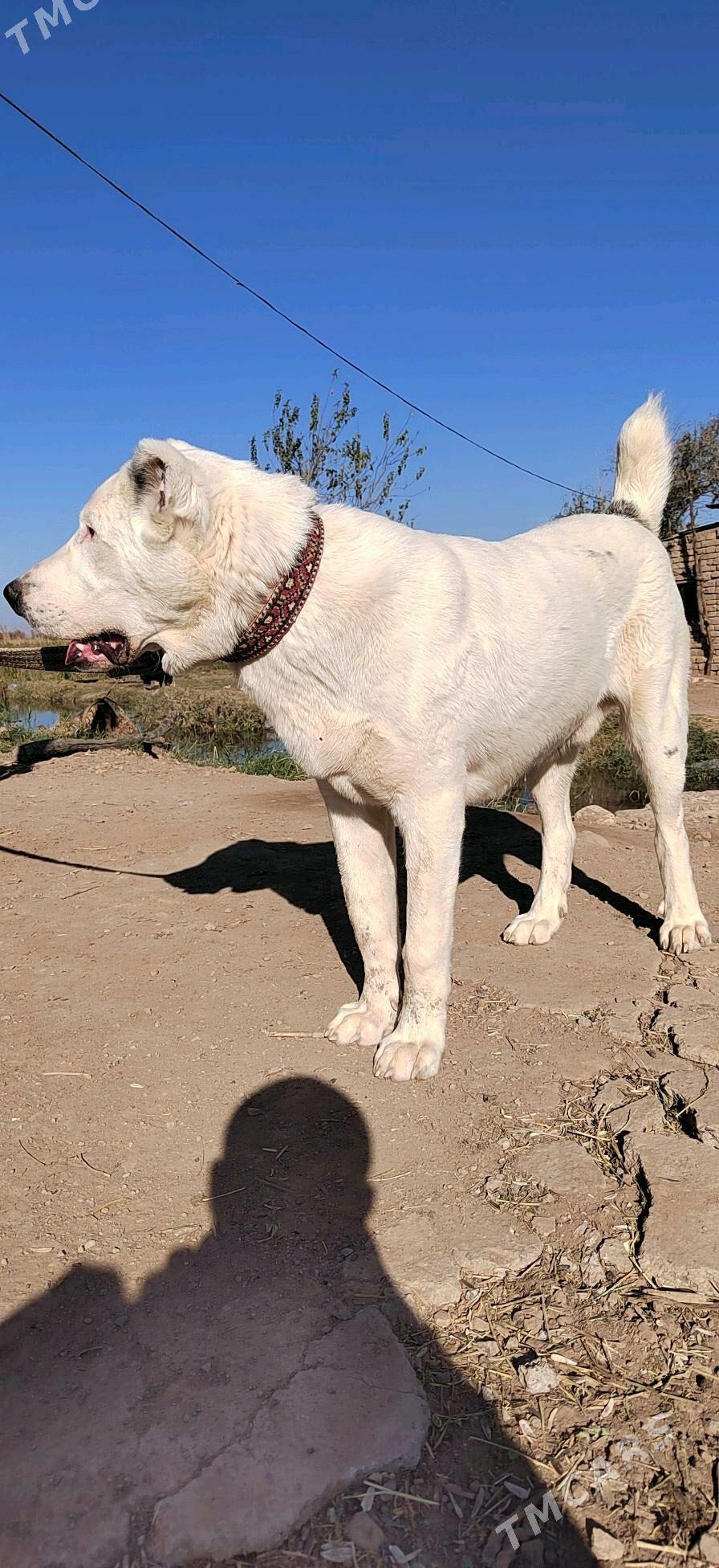 Alabay - Sarahs - img 2