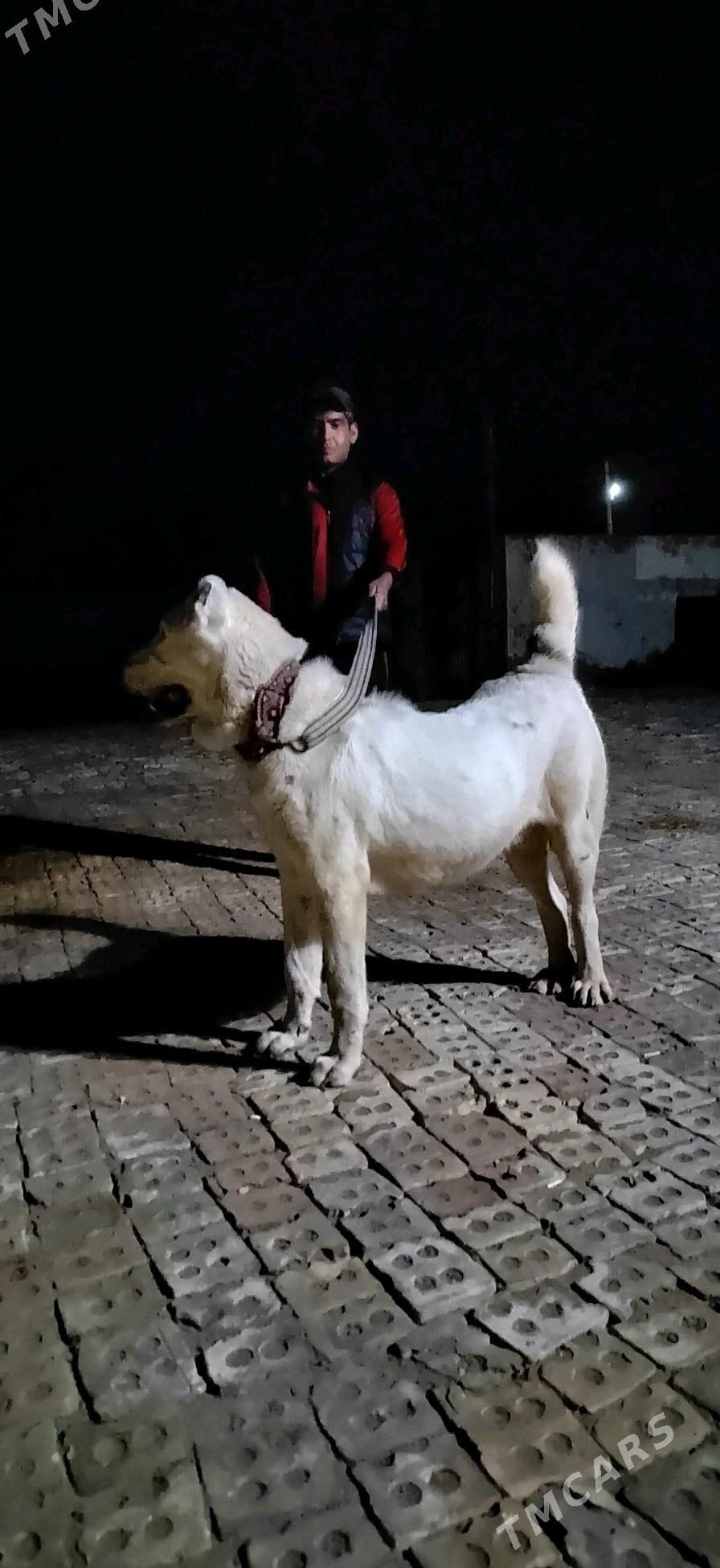 Alabay - Sarahs - img 3