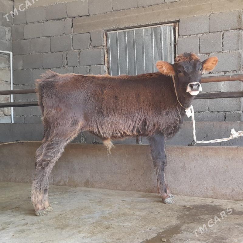 öküz - Бузмеин - img 1