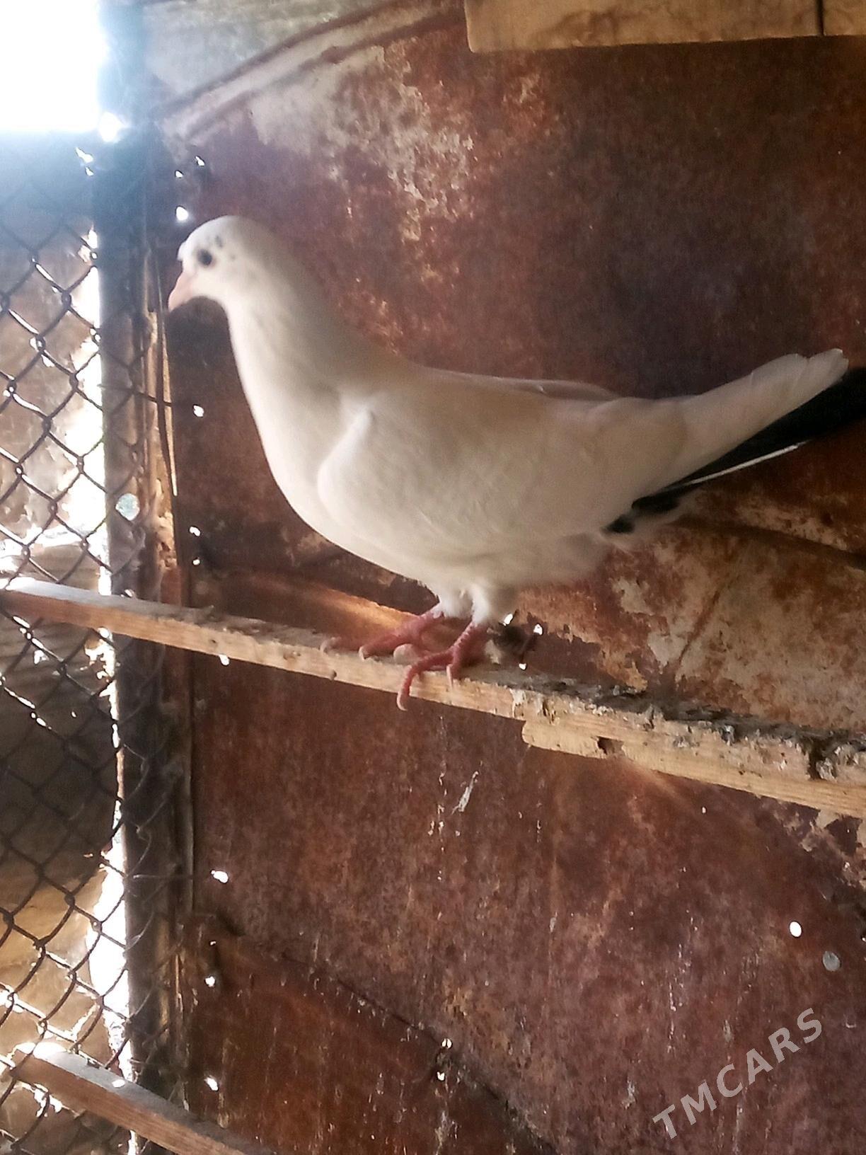 kepderi - Sakarçäge - img 2