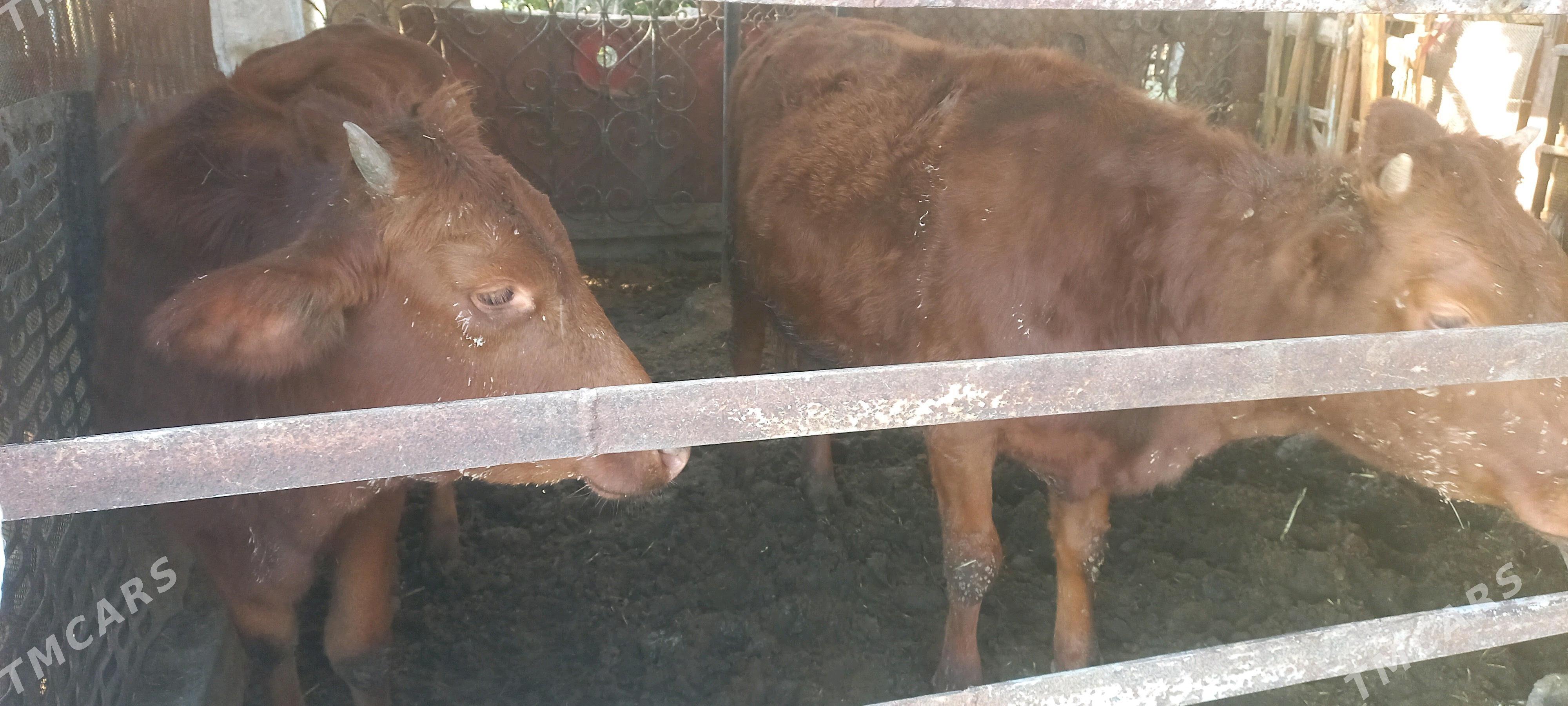 gulajyn baky - Mary - img 1