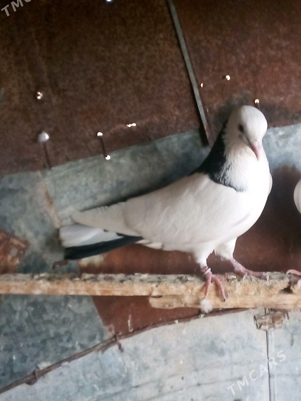 kepderi - Sakarçäge - img 7