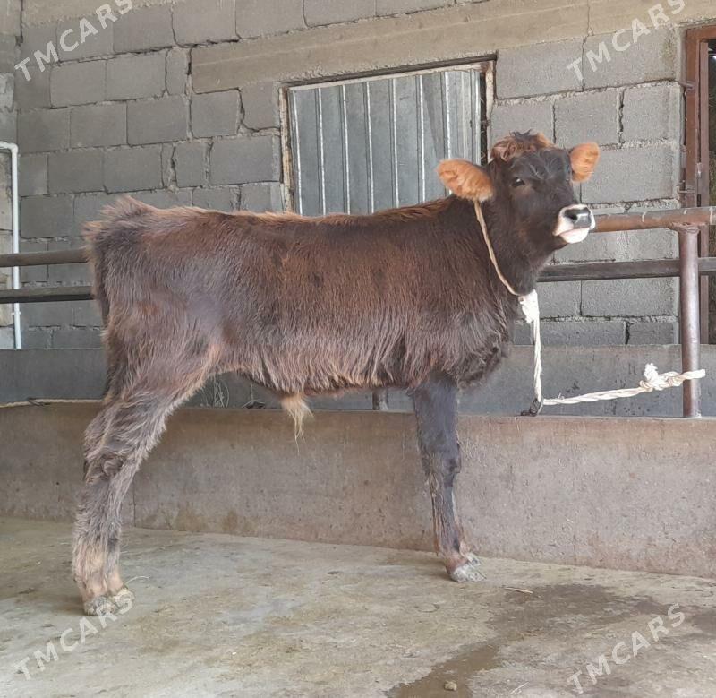 öküz - Бузмеин - img 2