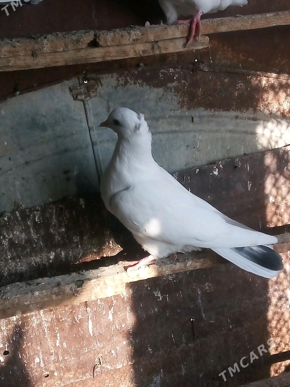 kepderi - Sakarçäge - img 3